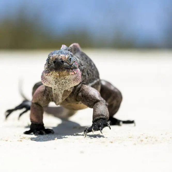 iguana-island-in-the-bahamas