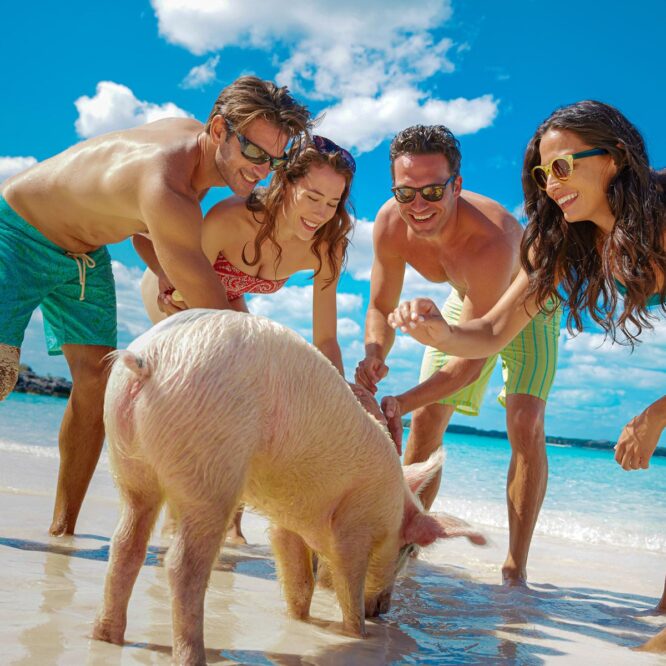 Pig-Island-Group-Tour-Bahamas