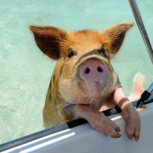 Rose Island Swimming Pigs Private Tour (4hrs)