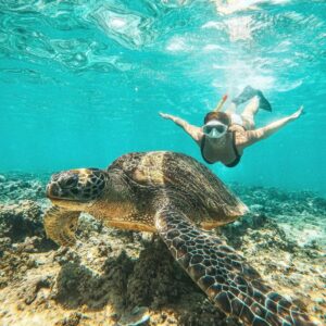 Snorkeling Sea Safari